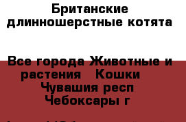 Британские длинношерстные котята - Все города Животные и растения » Кошки   . Чувашия респ.,Чебоксары г.